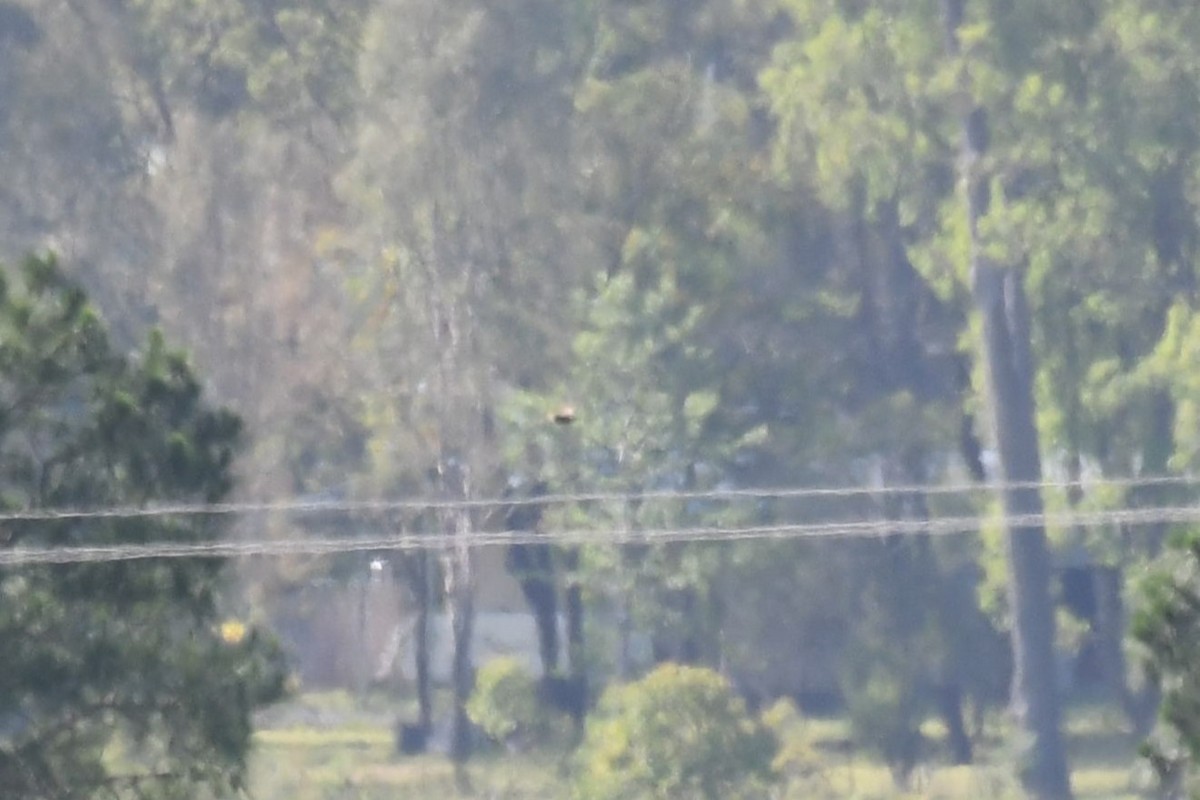 Brown Songlark - ML646335697