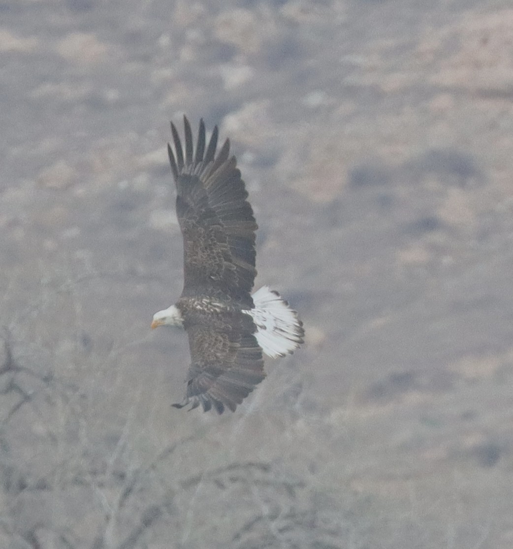 Bald Eagle - ML646335698