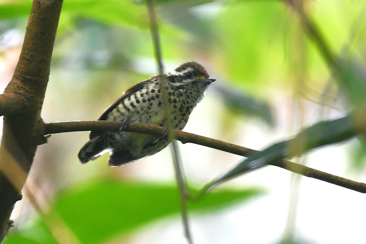 Speckled Piculet - ML646335699
