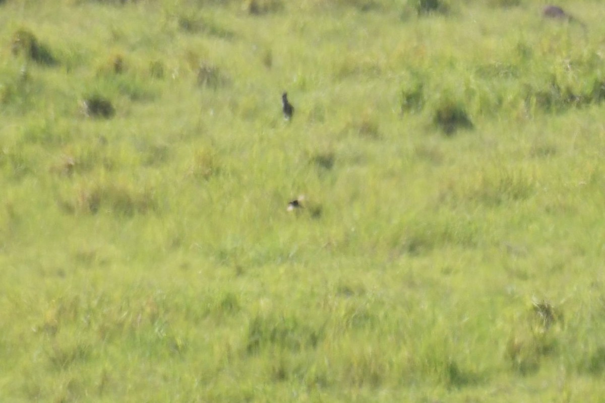 Brown Songlark - ML646335704