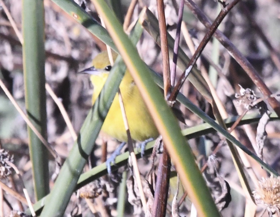 Orchard Oriole - ML646335705