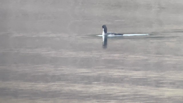 Aliota sp. - ML646335706