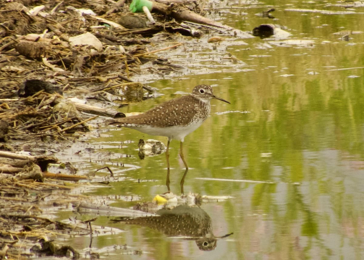 Solitary Sandpiper - ML646335707