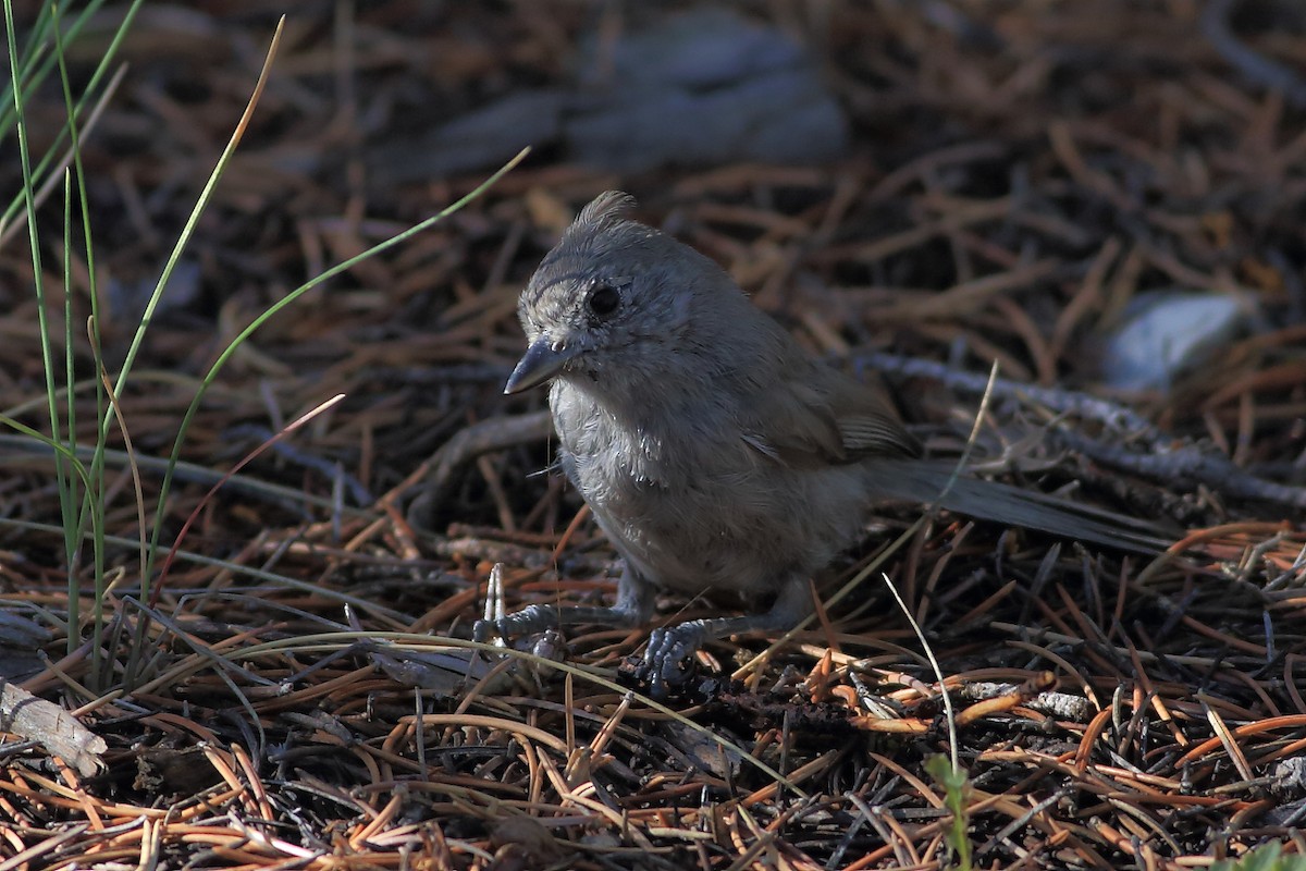 Juniper Titmouse - ML64633571