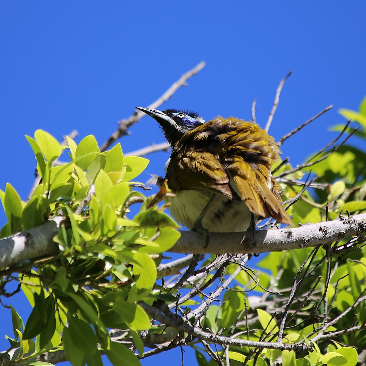 Blue-faced Honeyeater - ML646335711