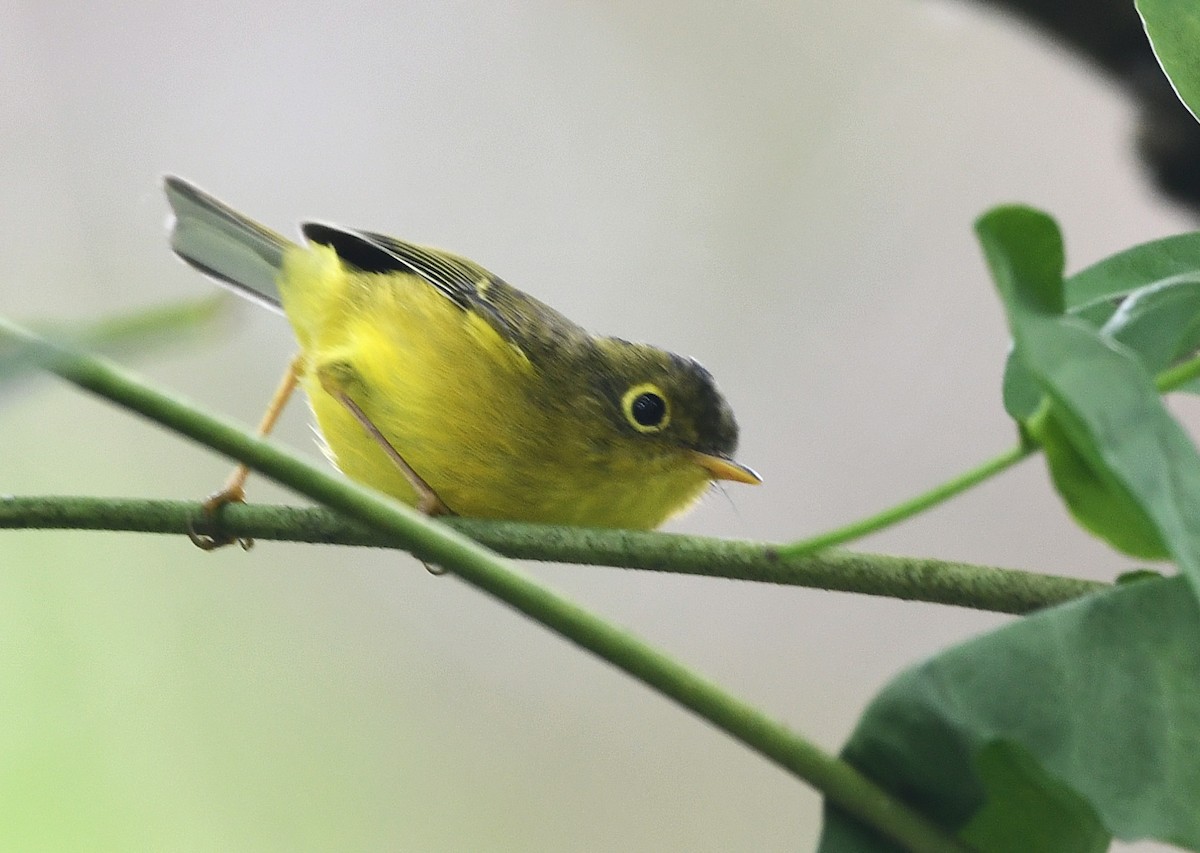 Whistler's Warbler - ML646335712