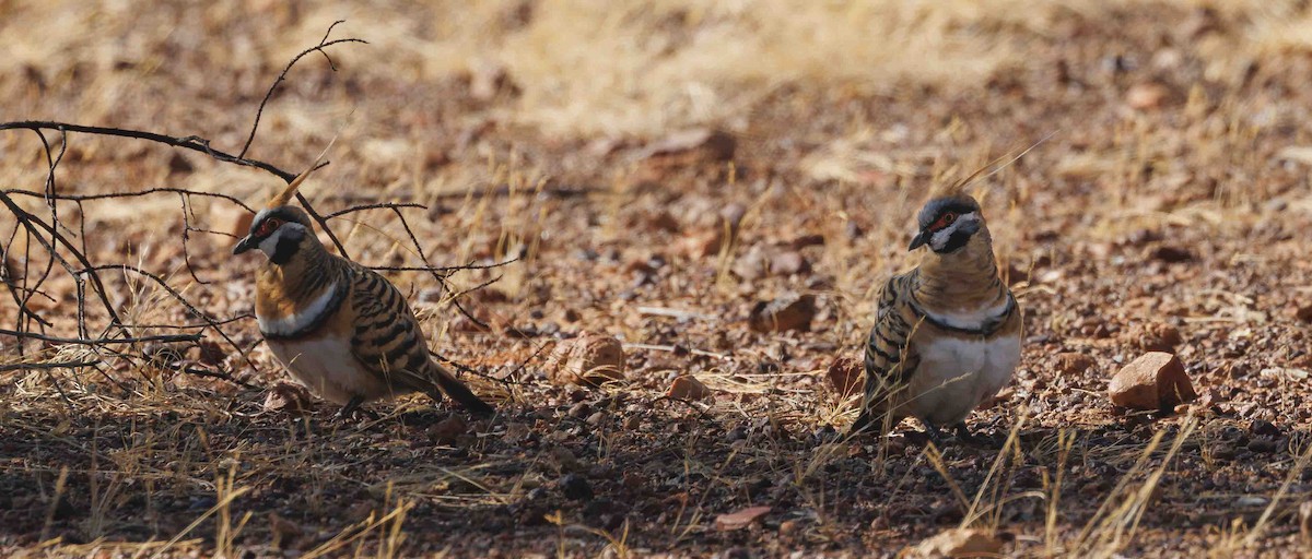 Острохохлый бронзовокрыл - ML646335716