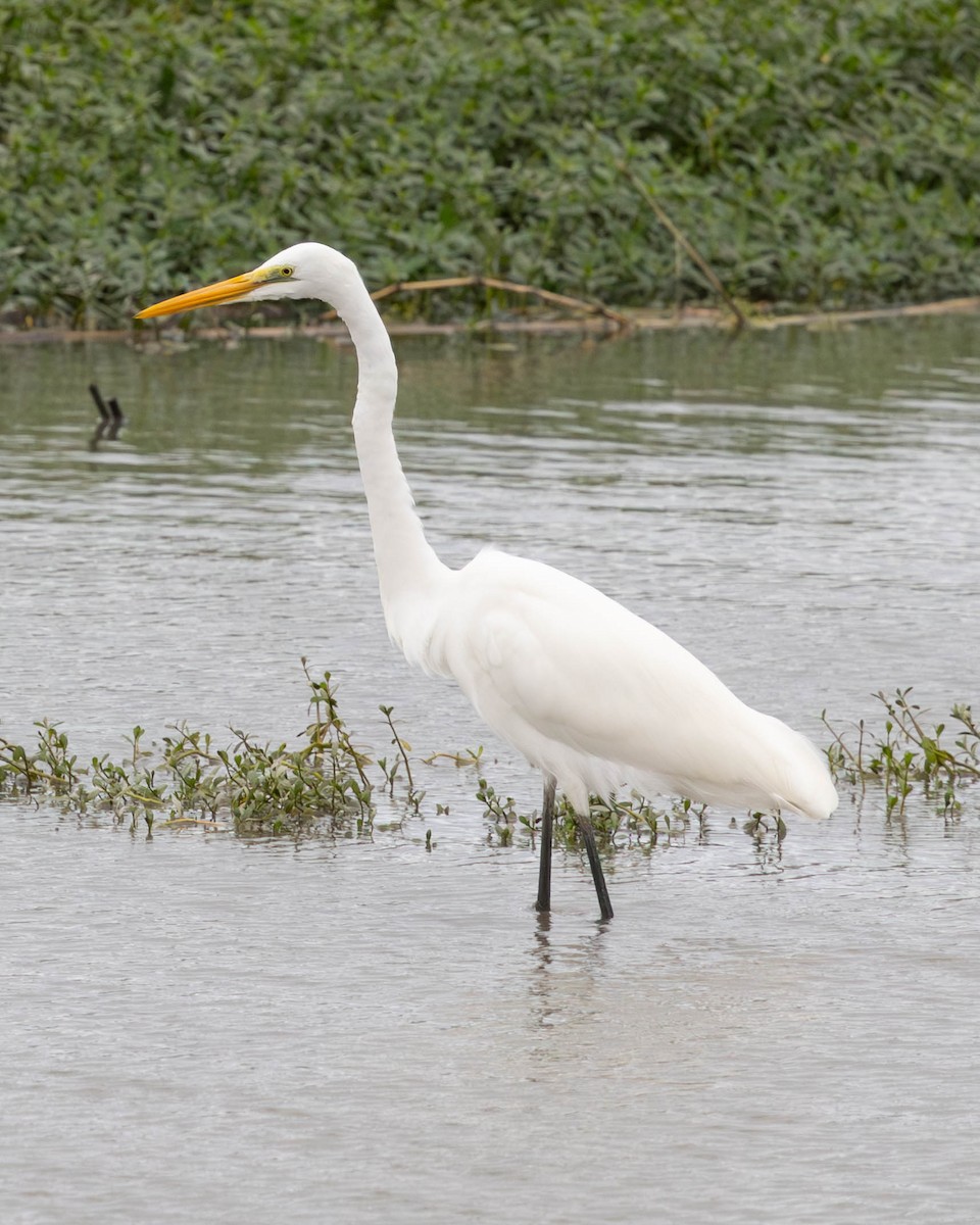 Great Egret - ML646335722