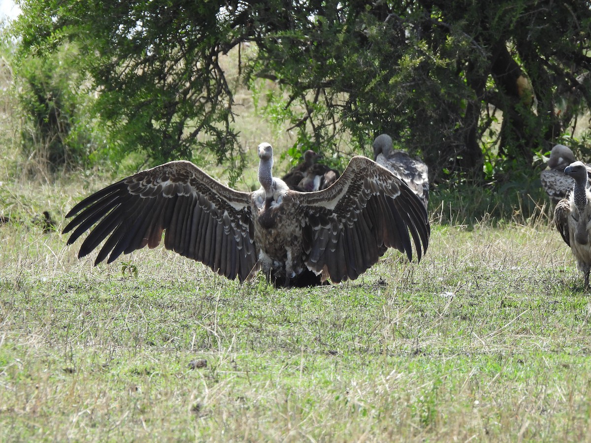 skjellgribb - ML646335739