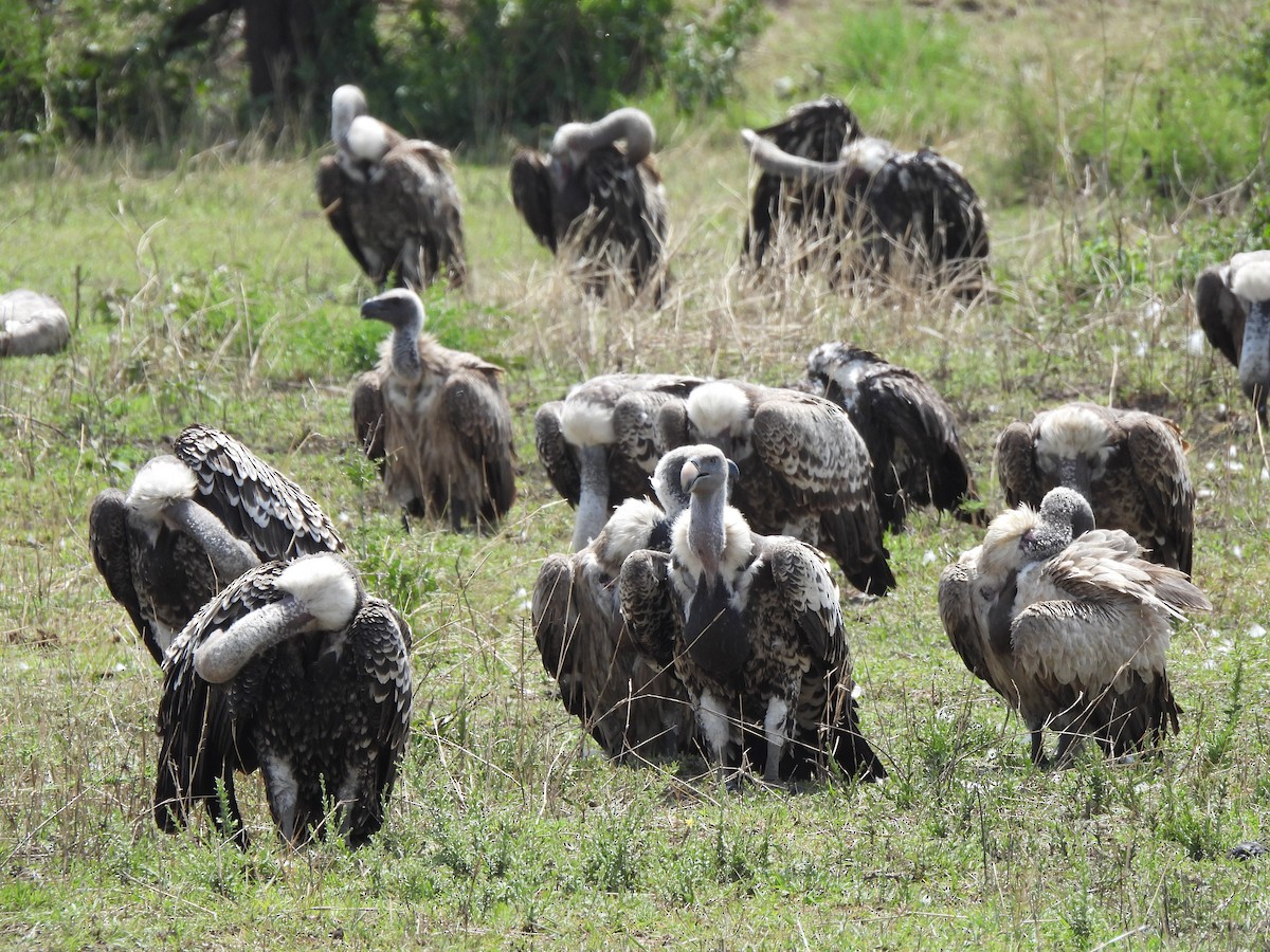 skjellgribb - ML646335740