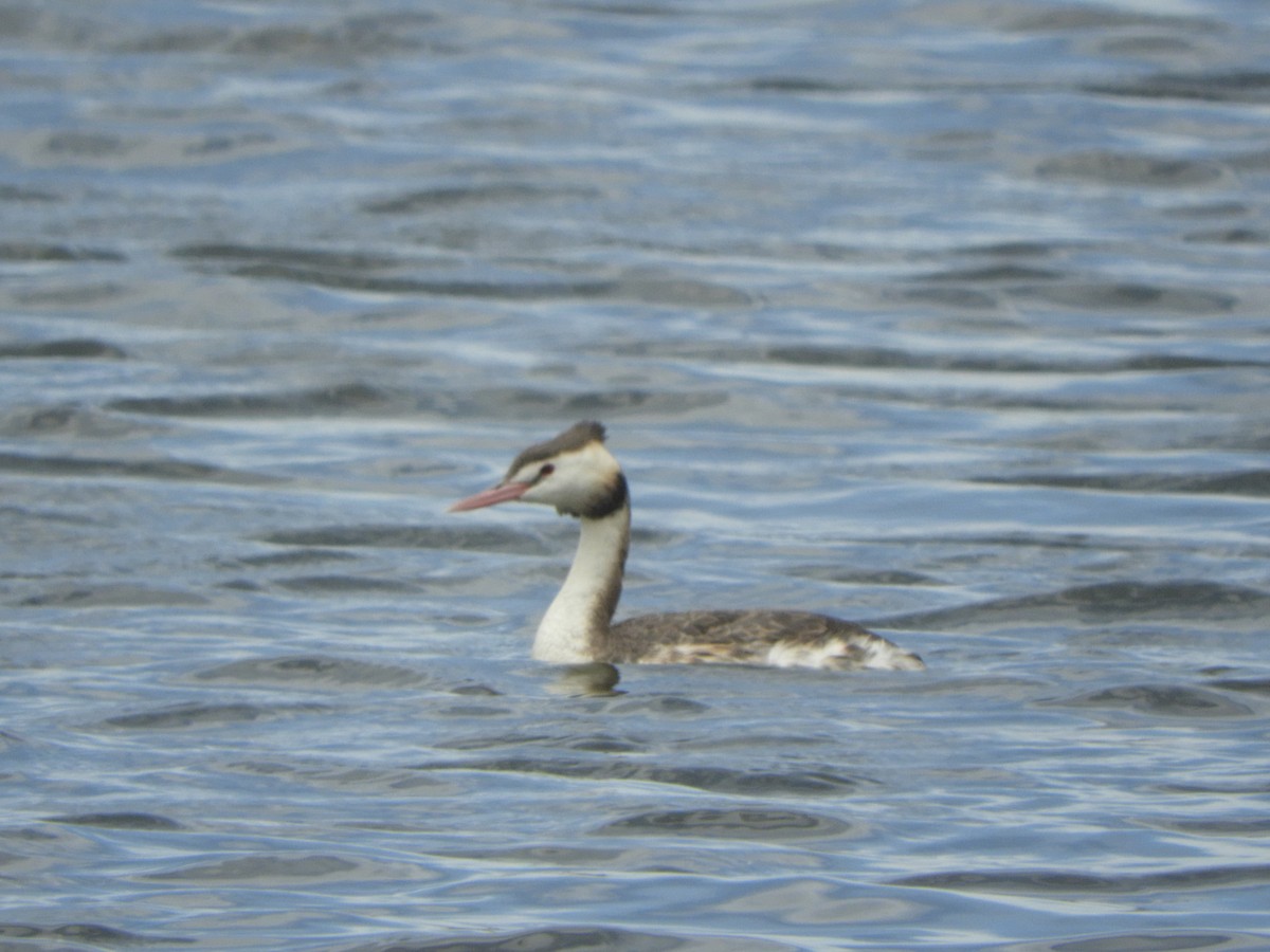 Great Crested Grebe - ML646335741
