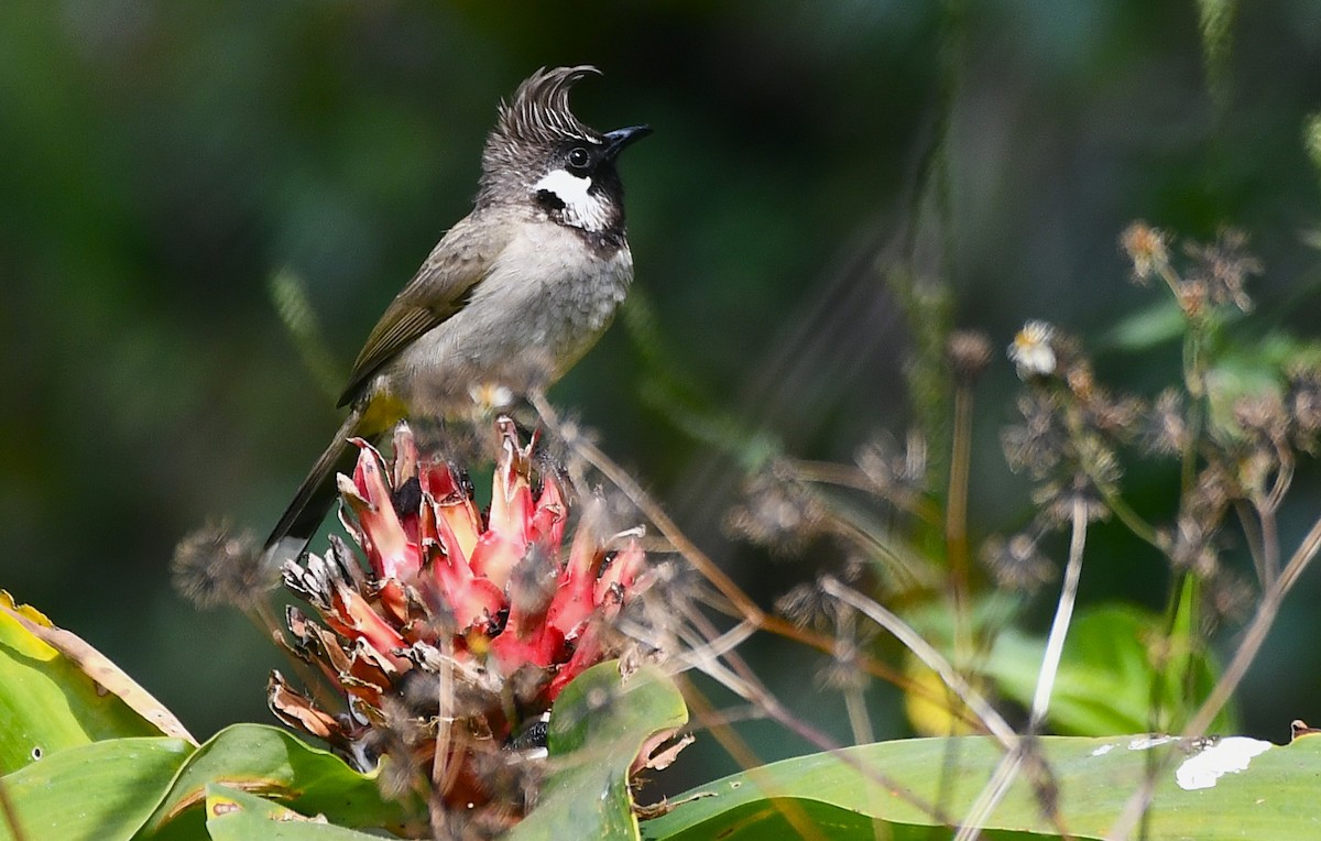 Himalayan Bulbul - ML646335743