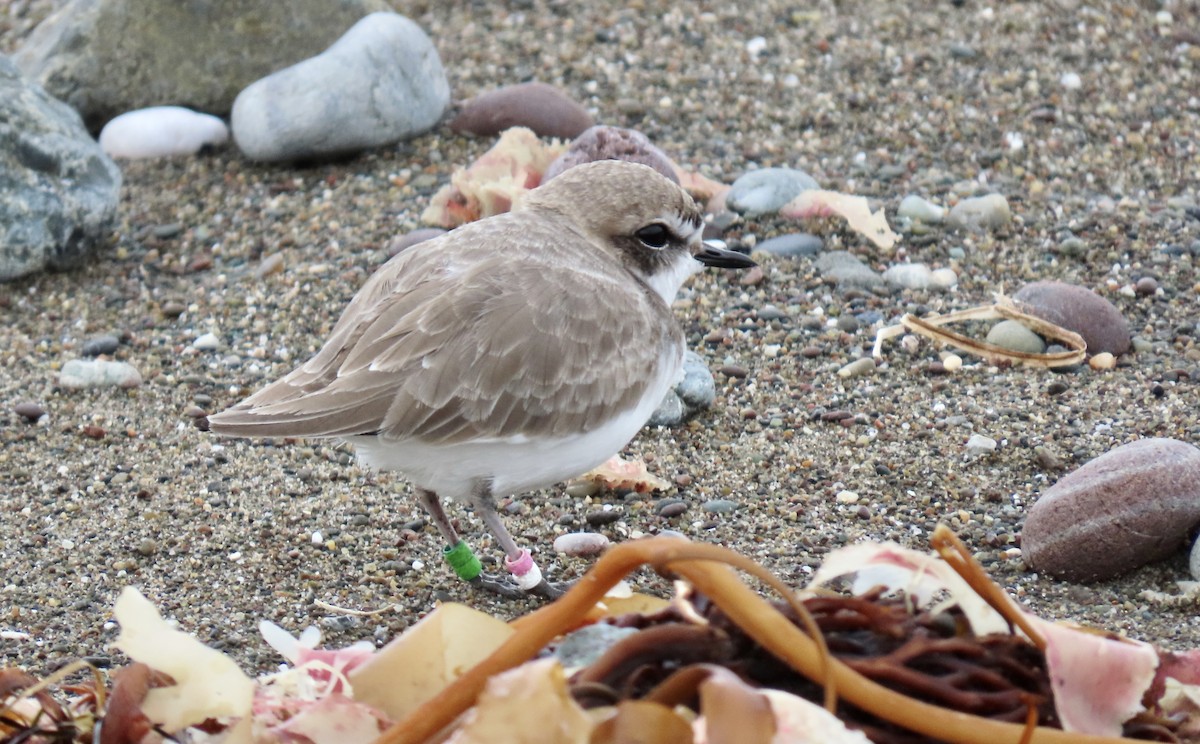 Snowy Plover - ML646335744