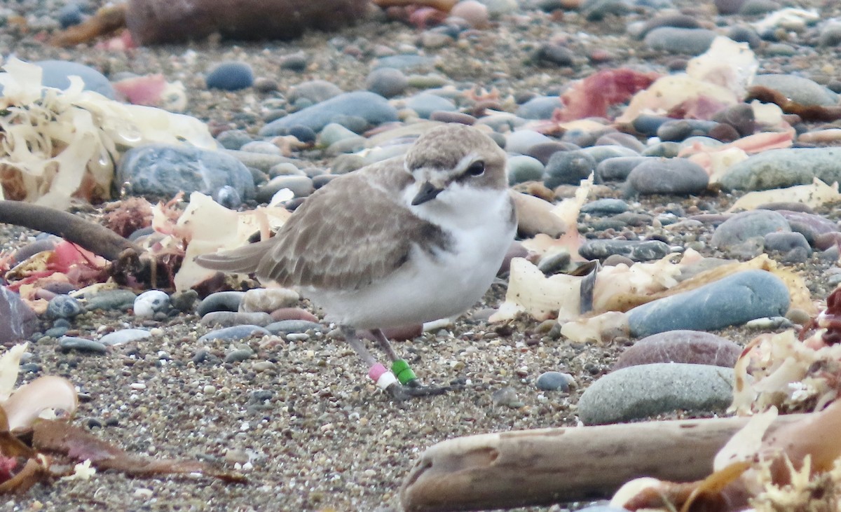 Snowy Plover - ML646335745