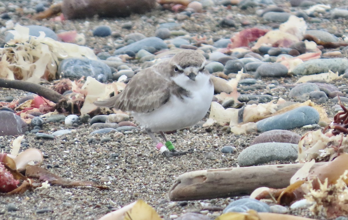Snowy Plover - ML646335746
