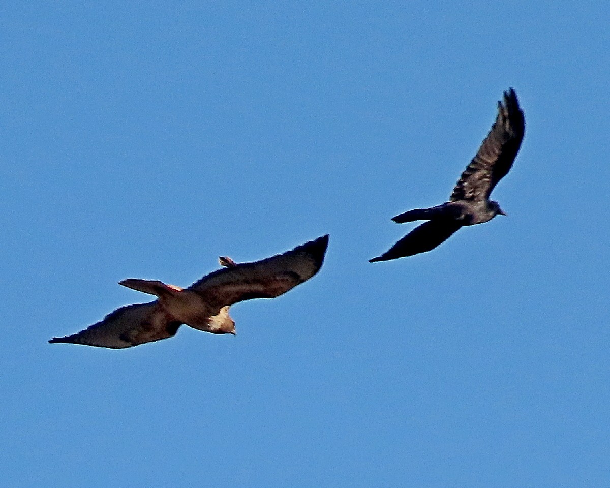 Red-tailed Hawk - ML646335747
