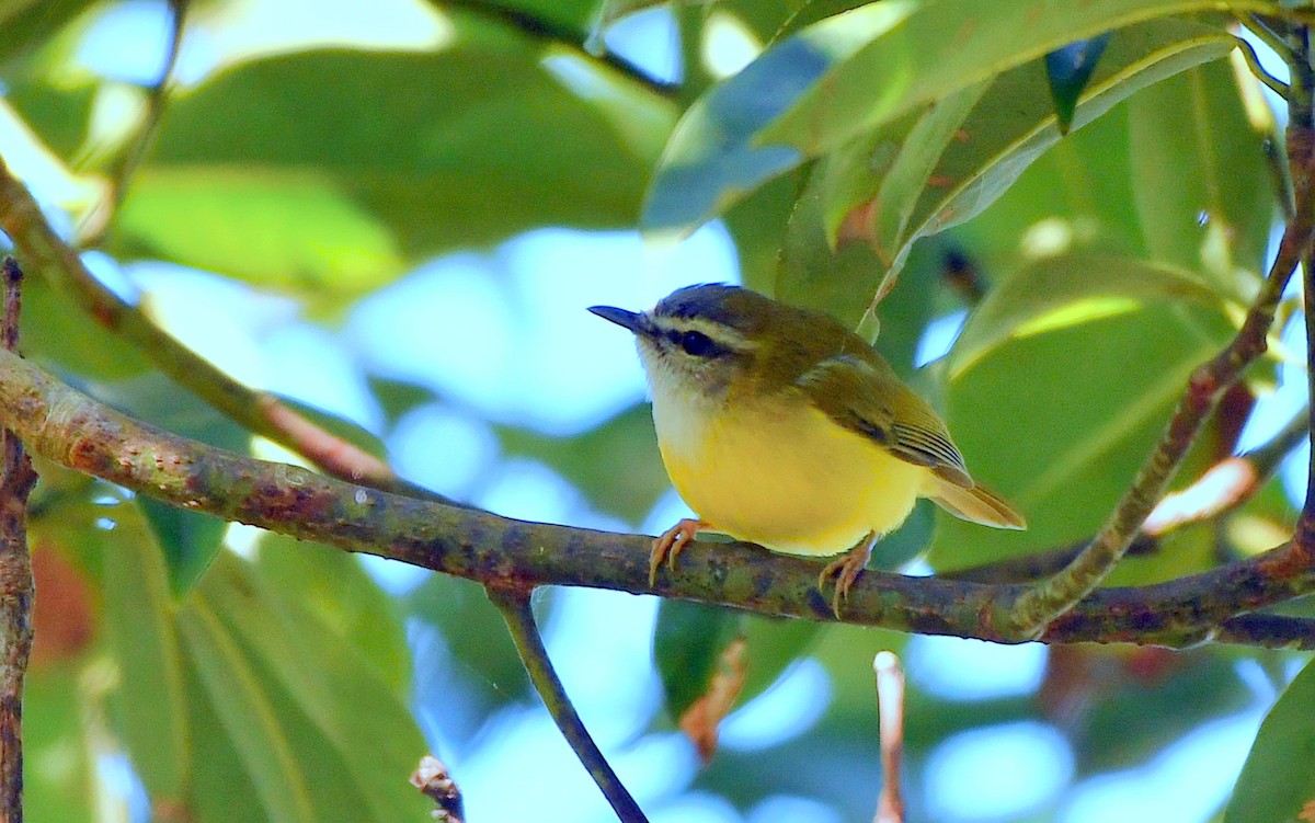 Yellow-bellied Warbler - ML646335750