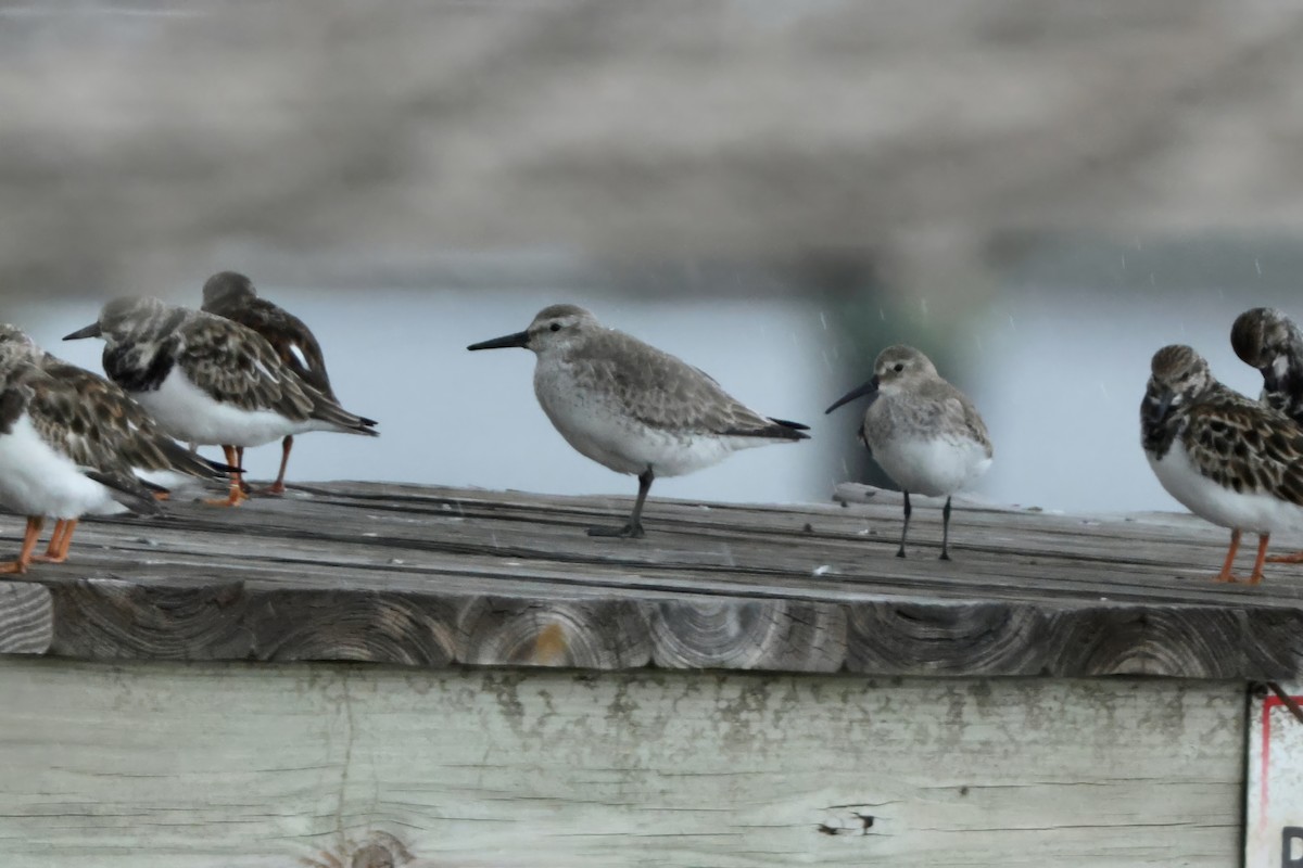 Red Knot - ML646335751