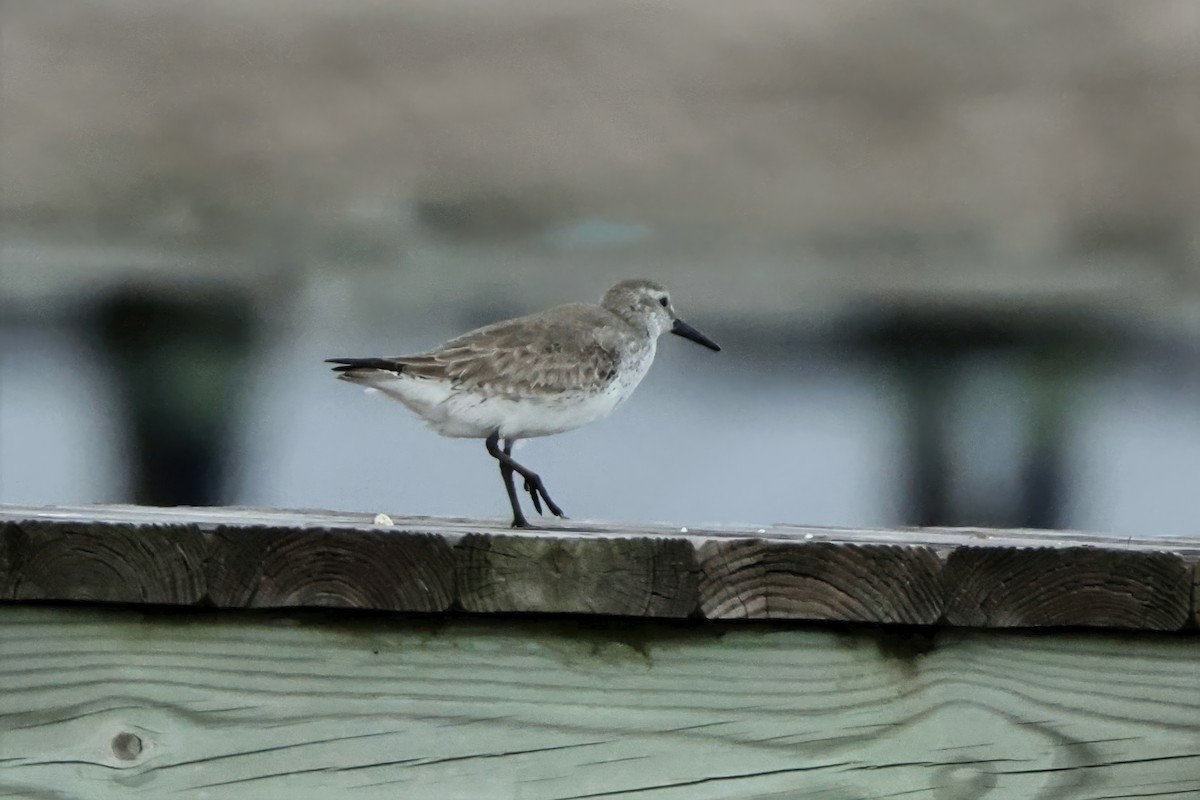 Red Knot - ML646335752