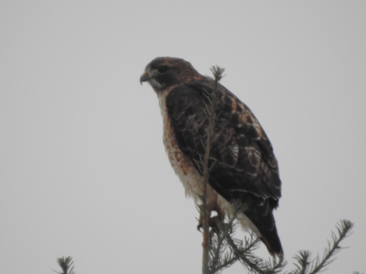 アカオノスリ - ML646335755