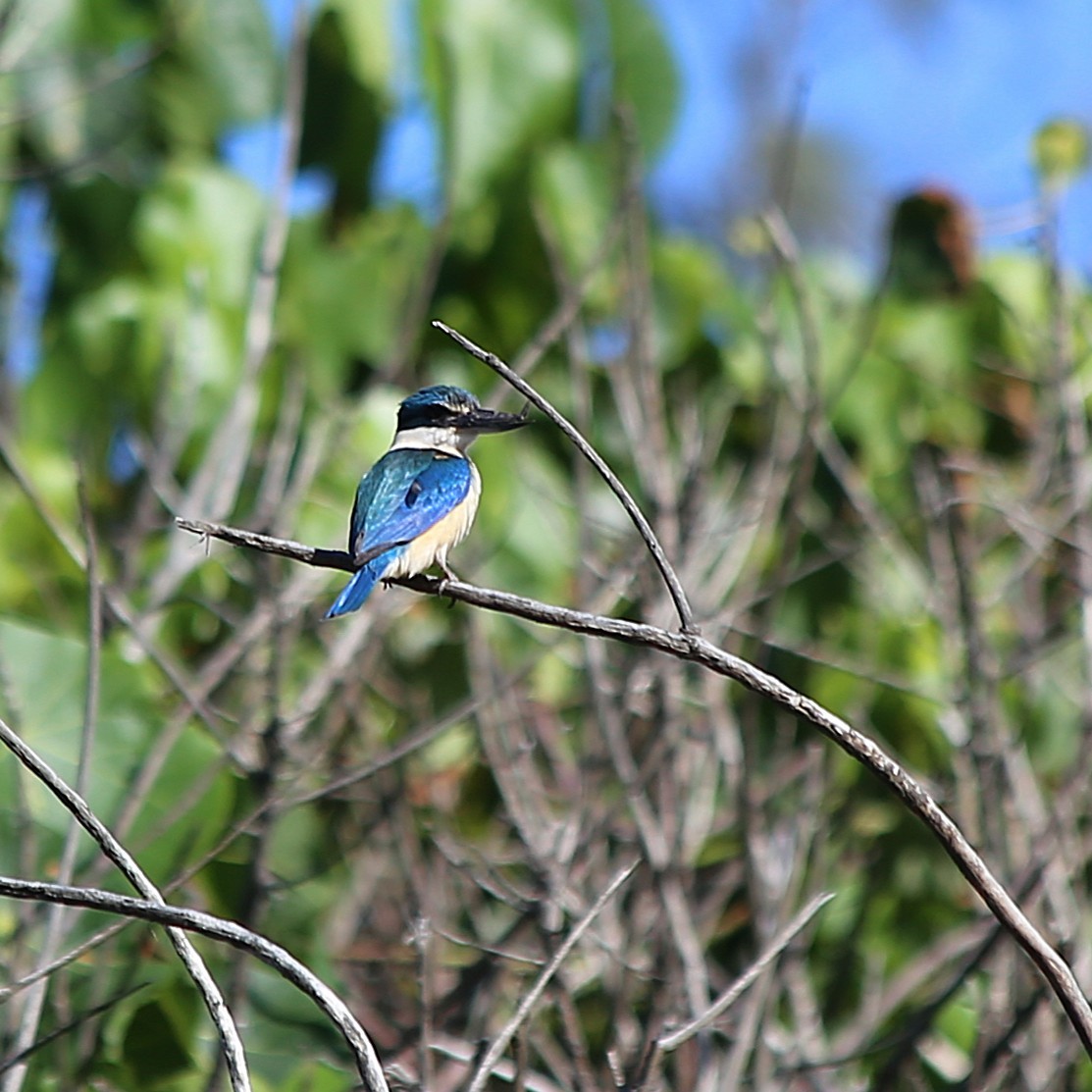 Sacred Kingfisher - ML646335756