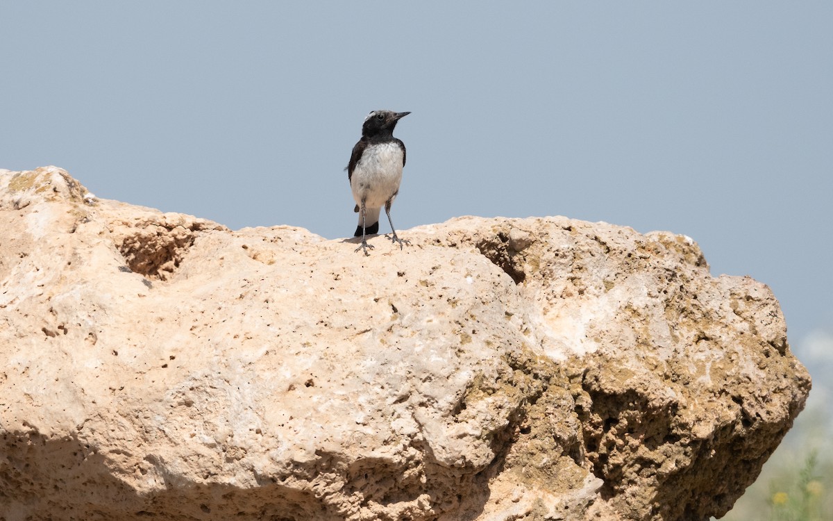 Finsch's Wheatear - ML646335757