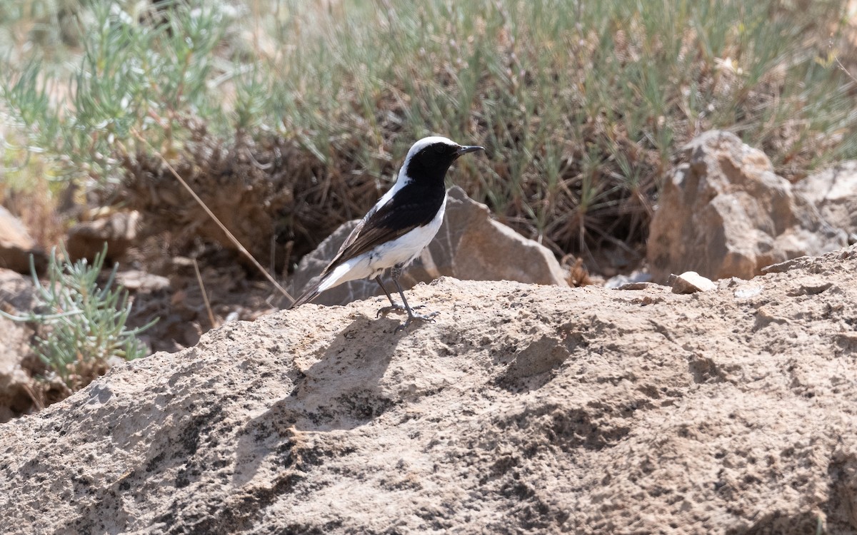 Finsch's Wheatear - ML646335758