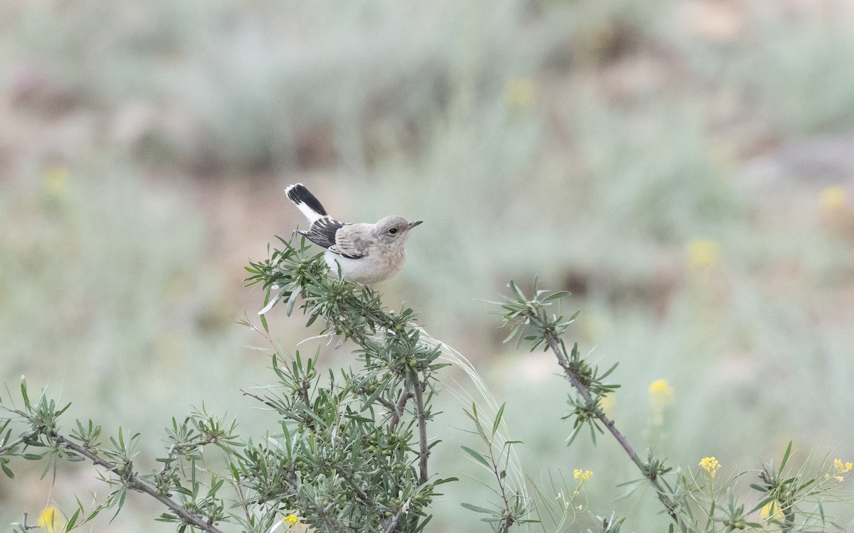 Finsch's Wheatear - ML646335759