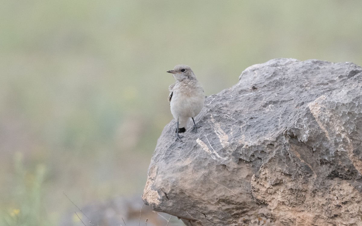 Finsch's Wheatear - ML646335760