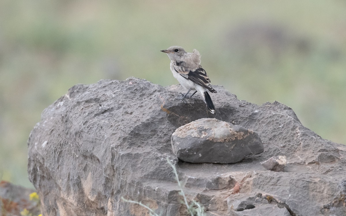 Finsch's Wheatear - ML646335761