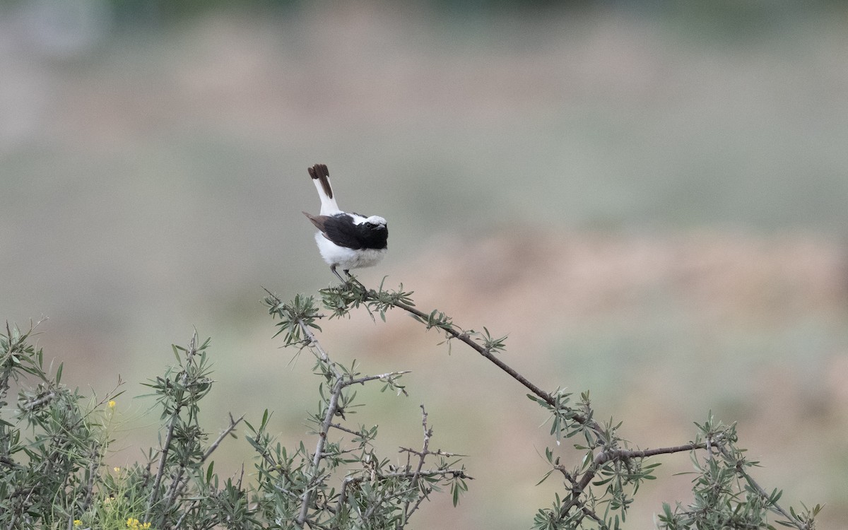 Finsch's Wheatear - ML646335762