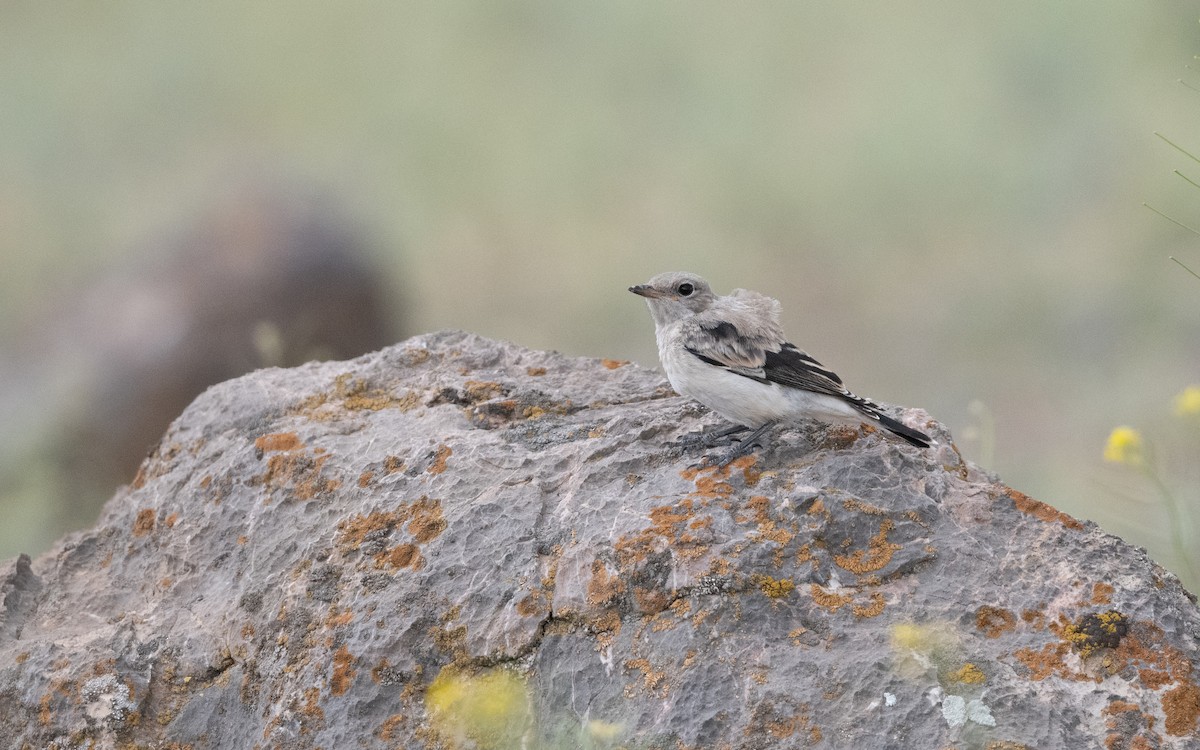Finsch's Wheatear - ML646335763