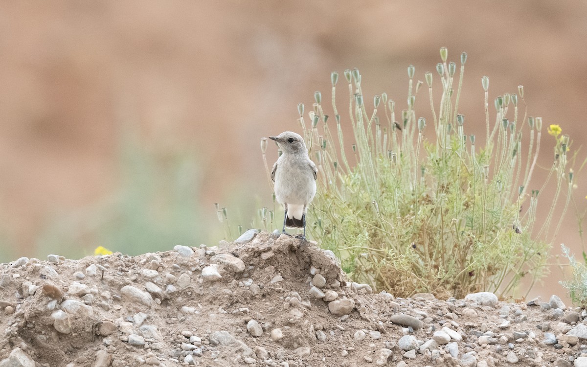 Finsch's Wheatear - ML646335764