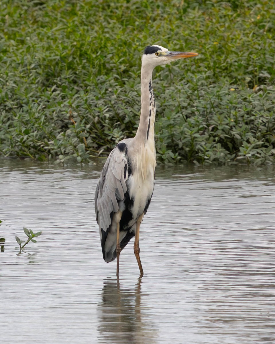 Gray Heron - ML646335765