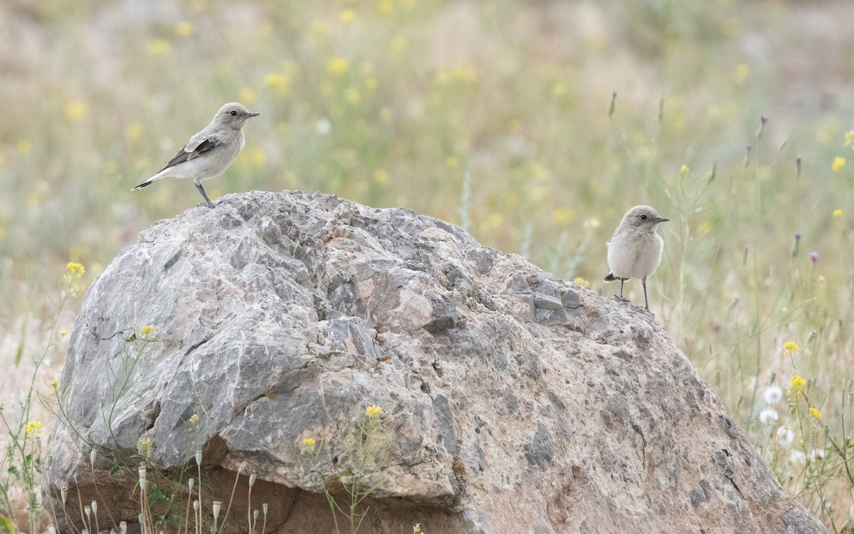 Finsch's Wheatear - ML646335766