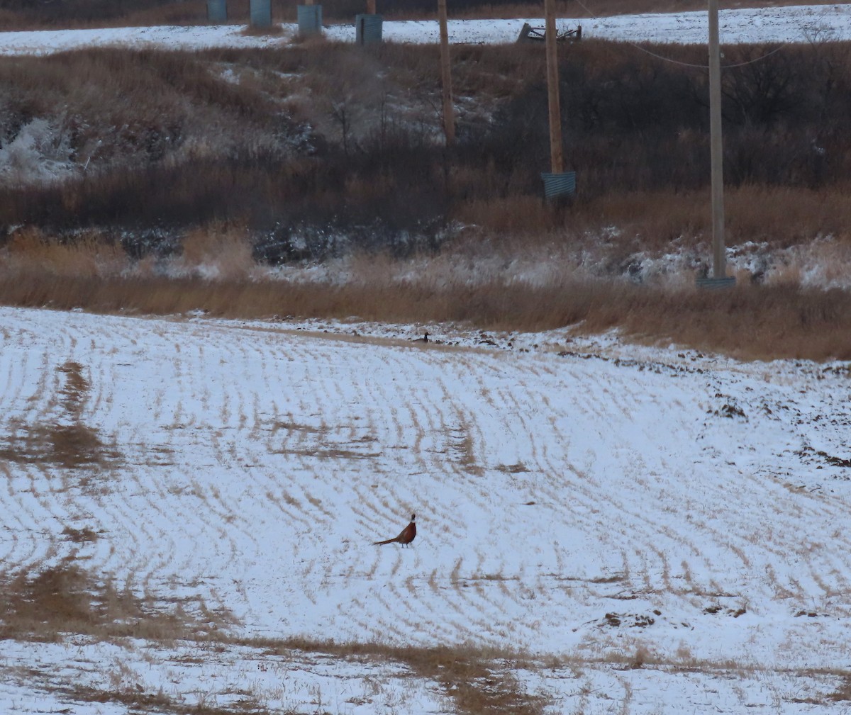 Фазан звичайний - ML646335774