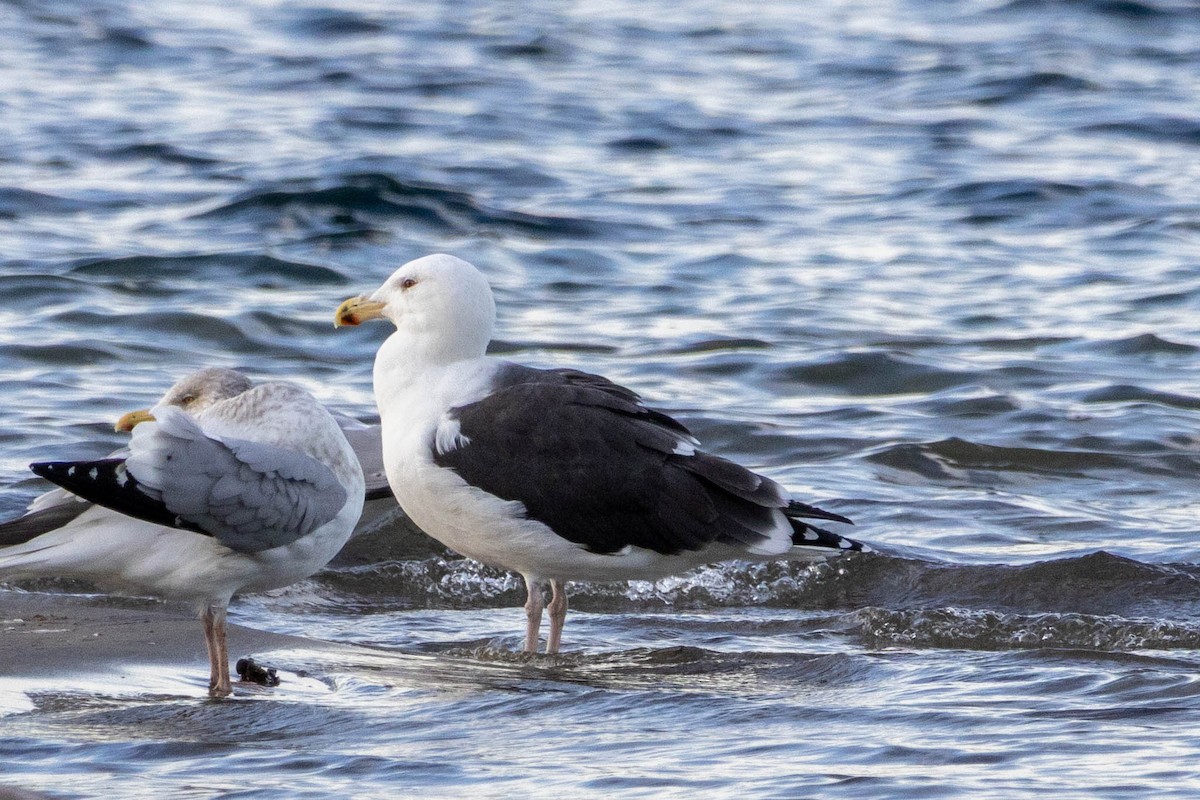 Great Black-backed Gull - ML646335777