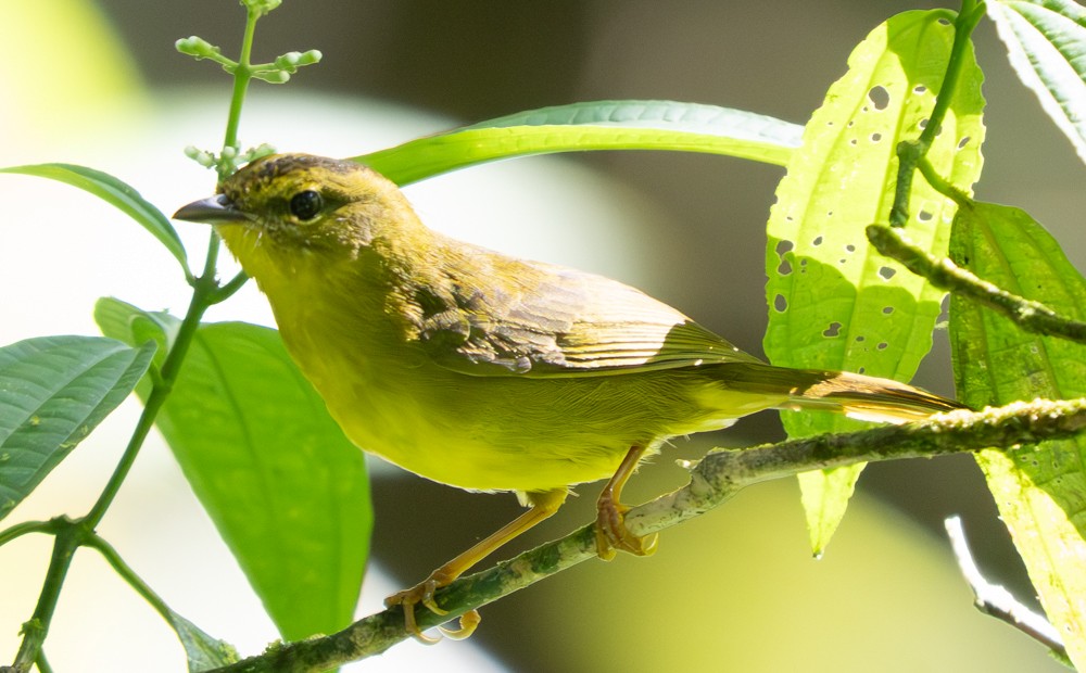 Choco Warbler - ML646335778