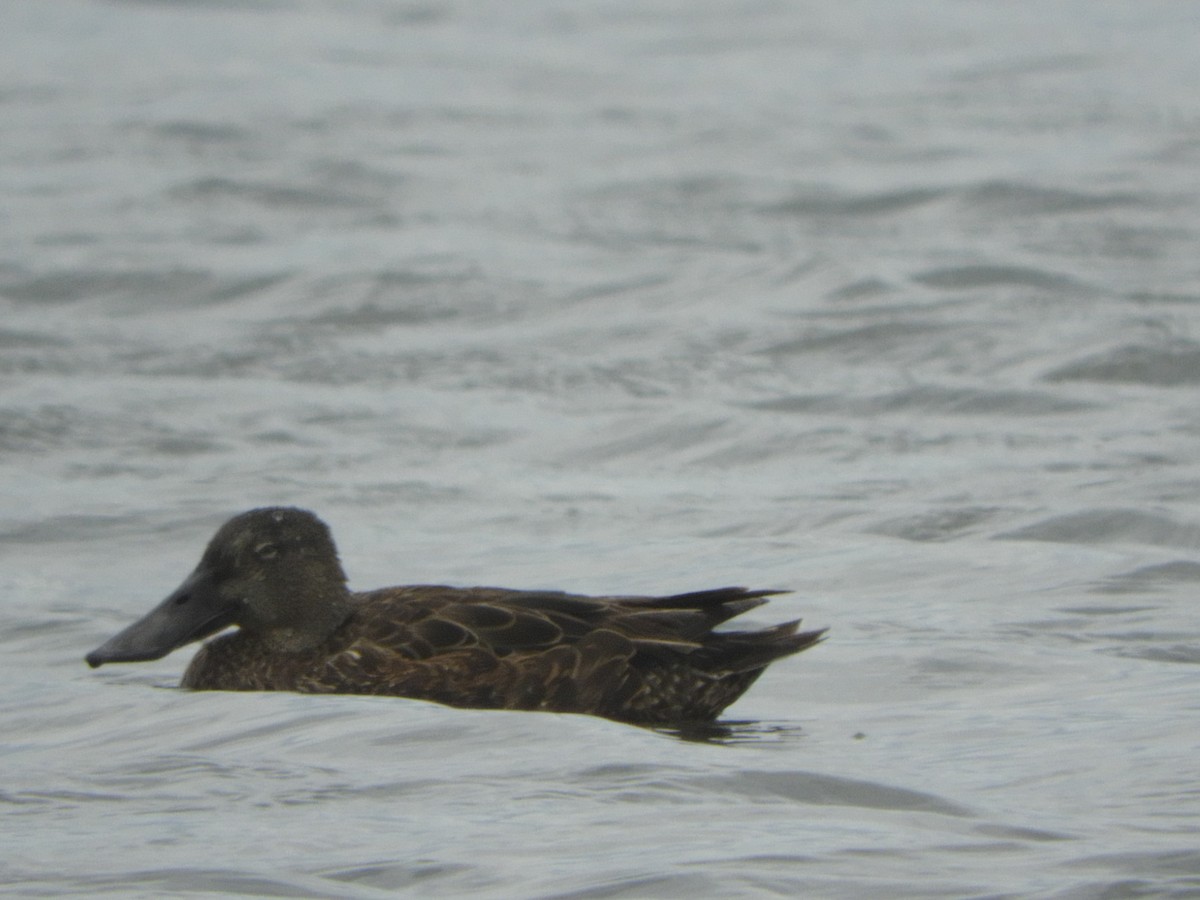 Australasian Shoveler - ML646335779