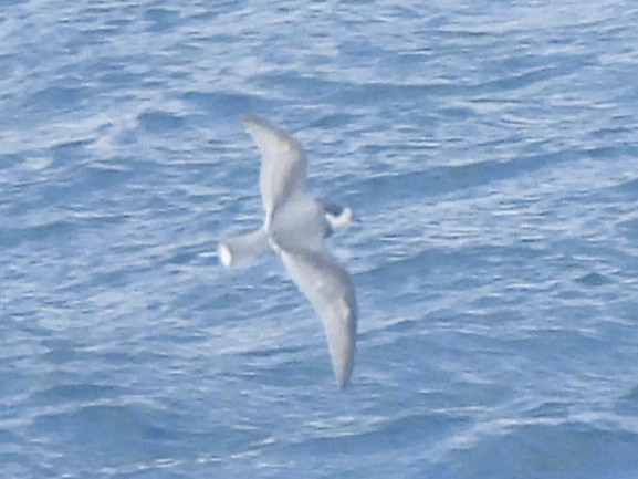 Blue Petrel - ML646335786