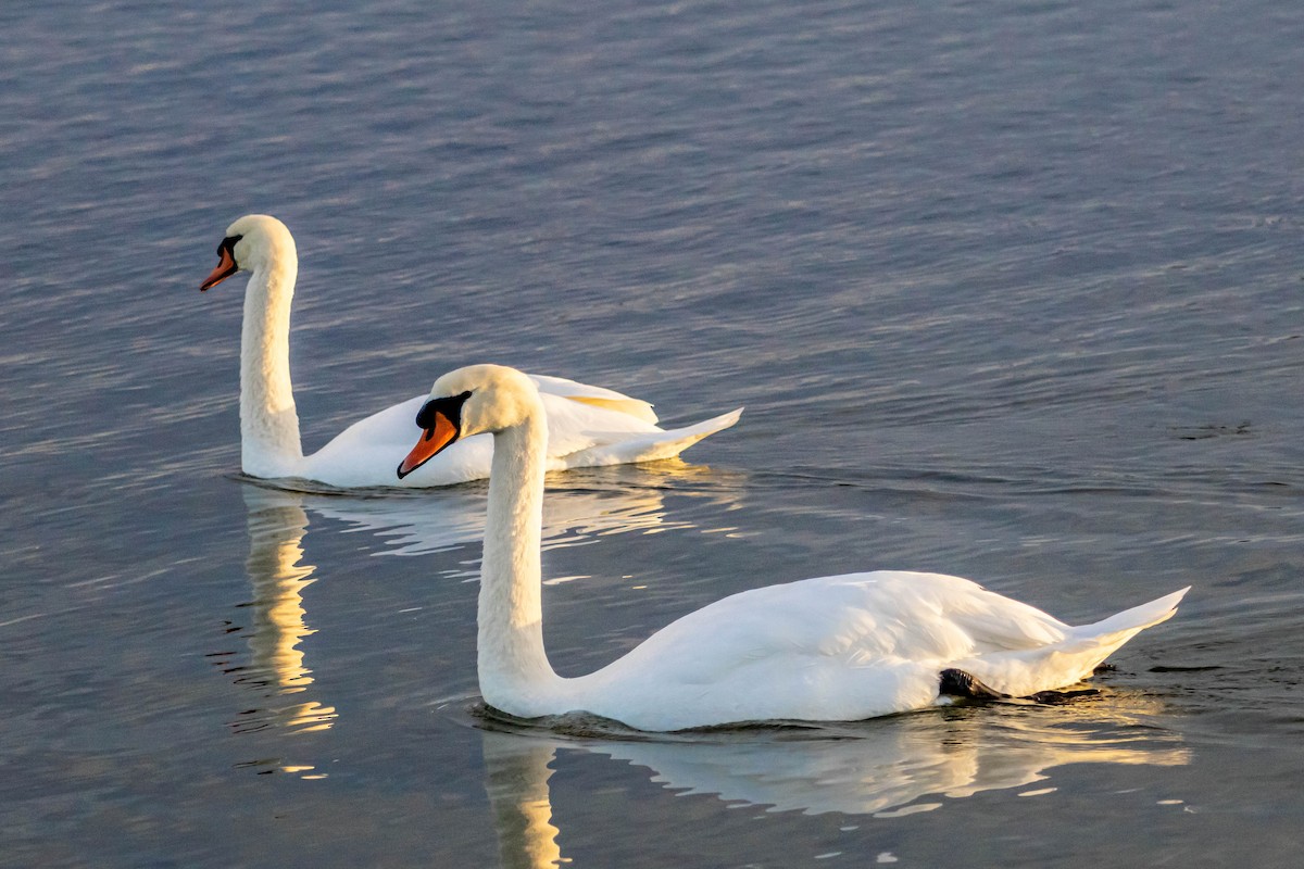 Лебідь-шипун - ML646335787