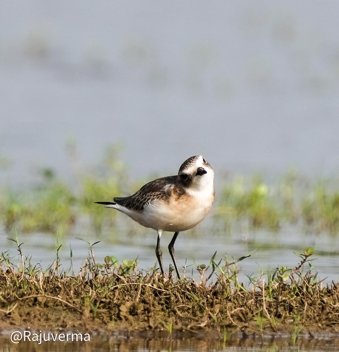 Kentish Plover - ML646335789