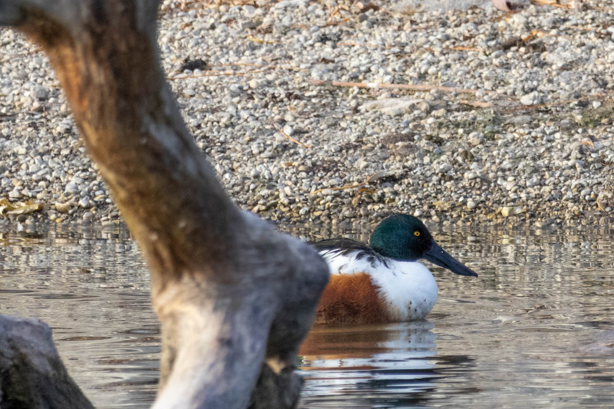 Mestolone - ML646335798