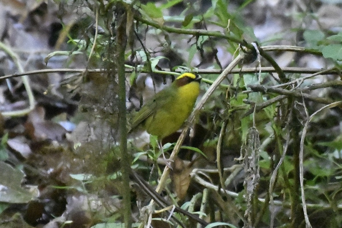 Golden-browed Warbler - ML646335801