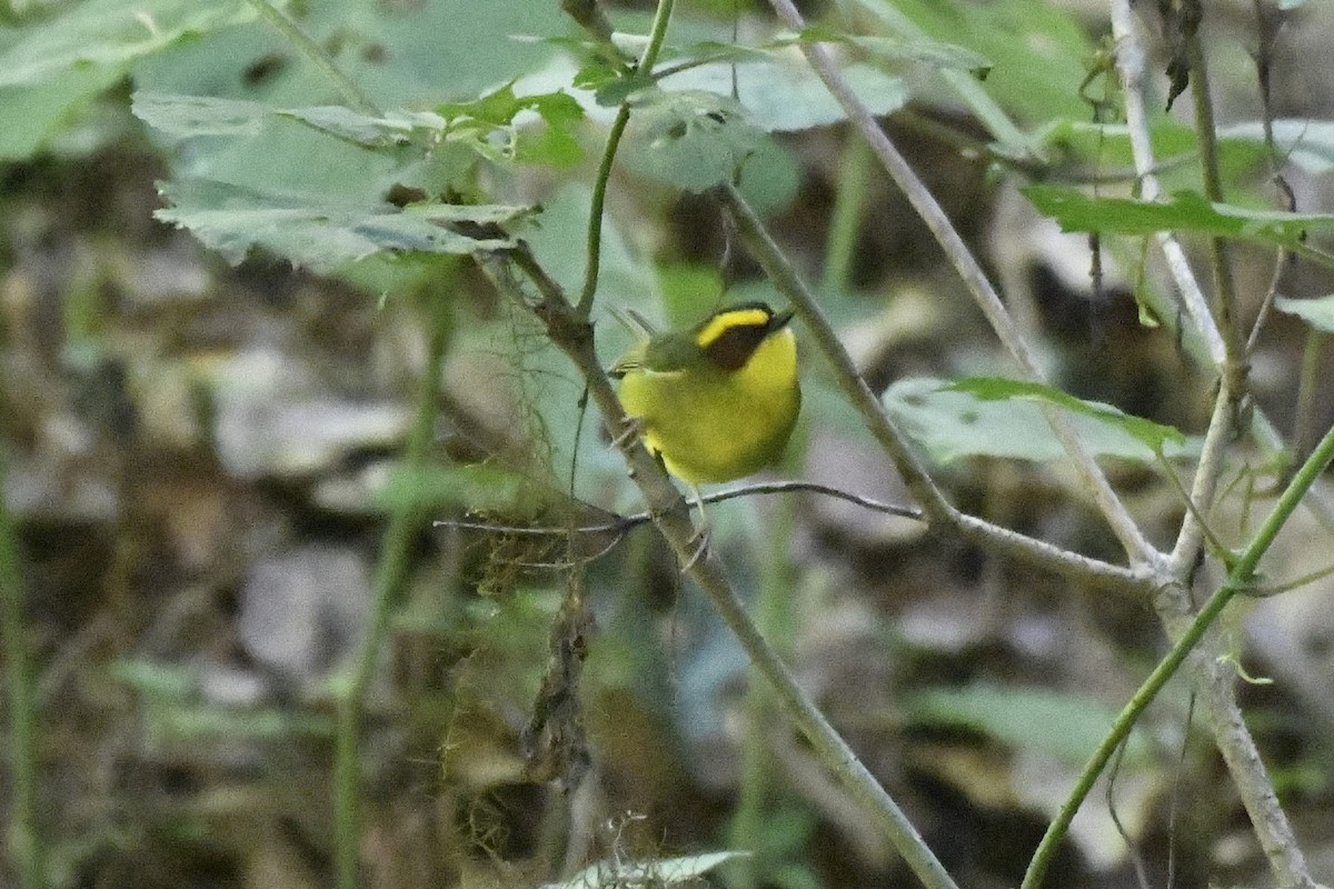 Golden-browed Warbler - ML646335802