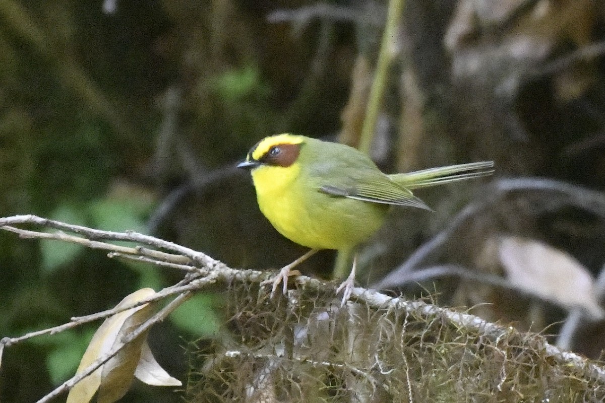 Golden-browed Warbler - ML646335803