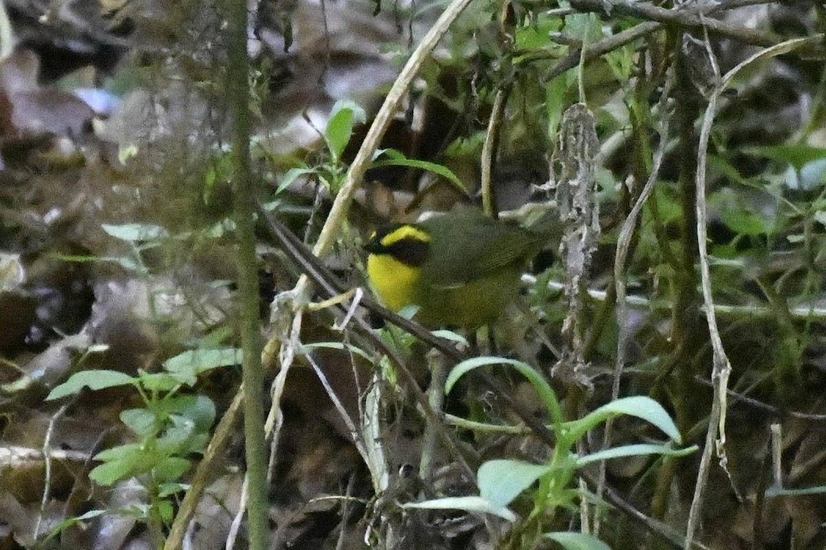 Golden-browed Warbler - ML646335804