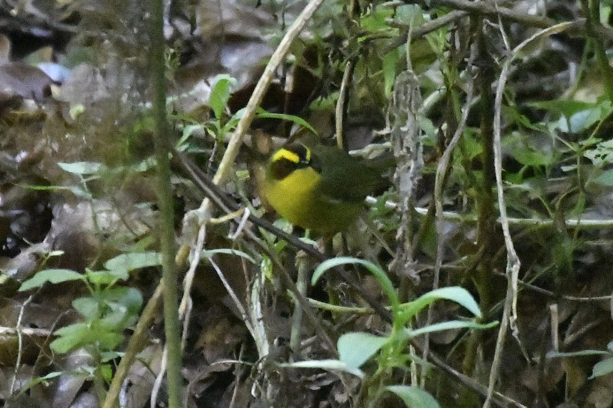 Golden-browed Warbler - ML646335805