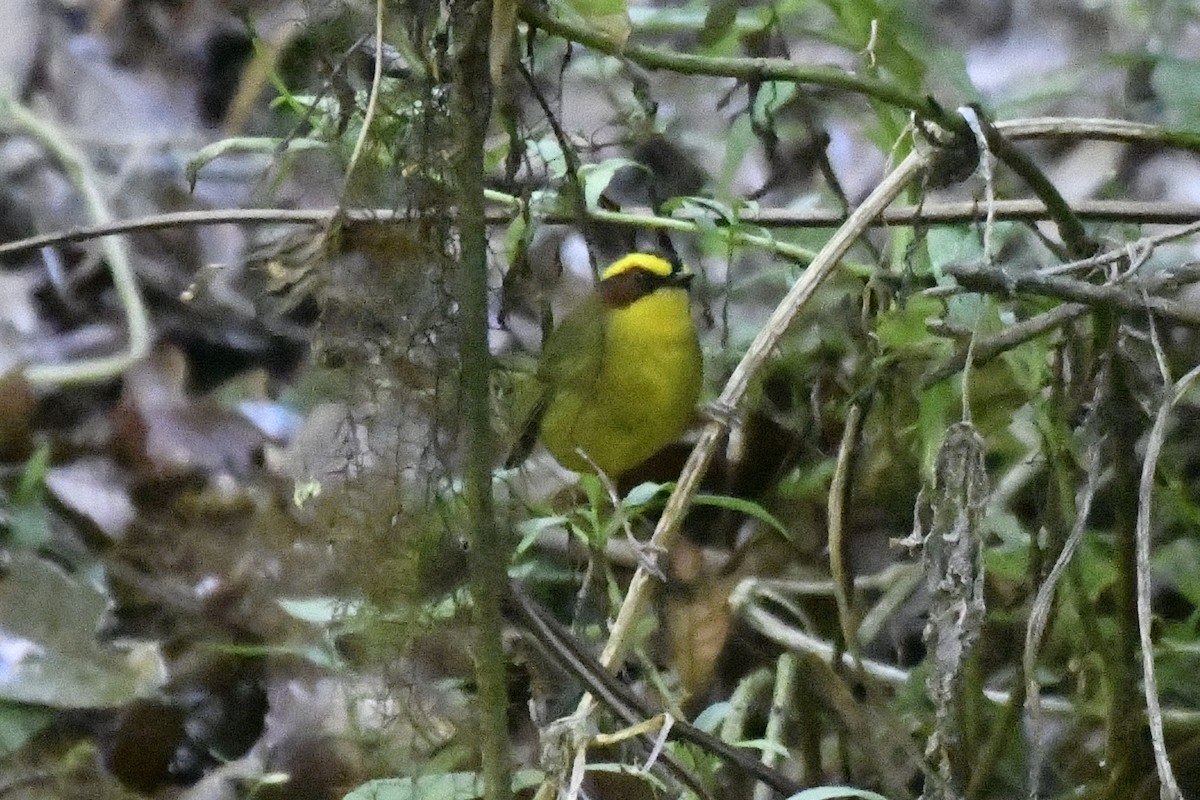 Golden-browed Warbler - ML646335806