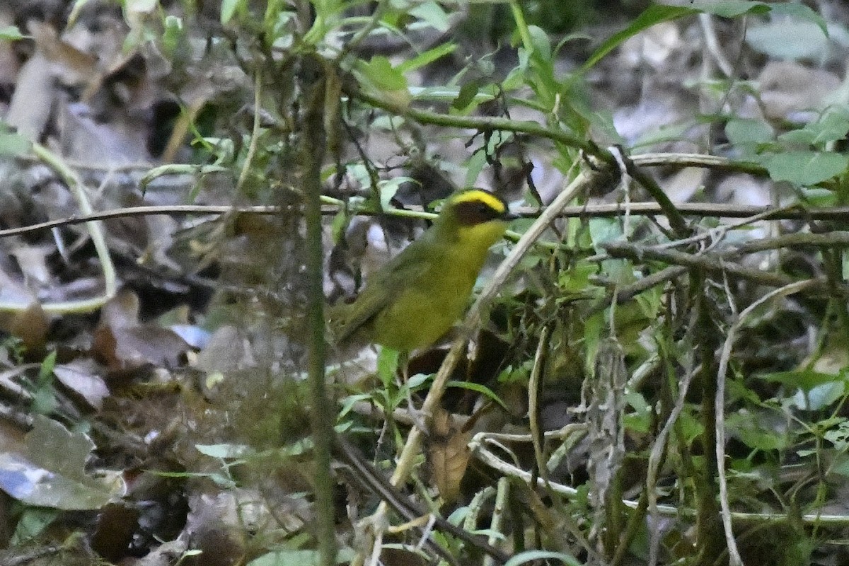 Golden-browed Warbler - ML646335807